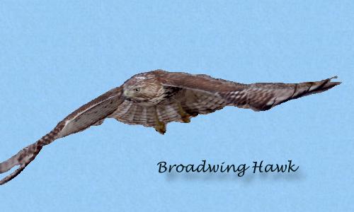 Broadwing Hawk